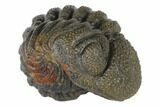 Wide, Bumpy, Enrolled Morocops Trilobite #125155-1